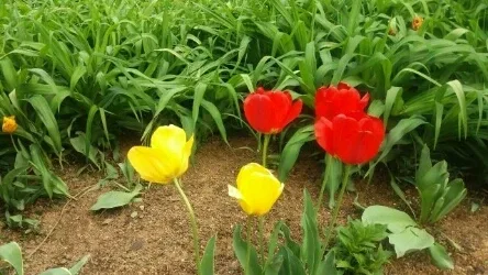 엘린