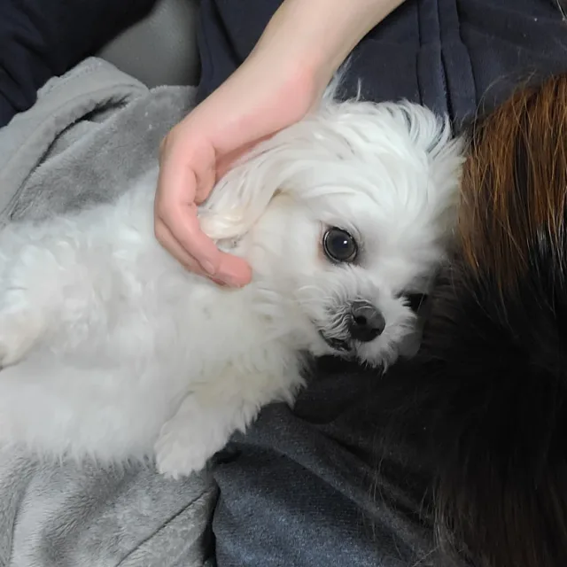 꼬미맘
