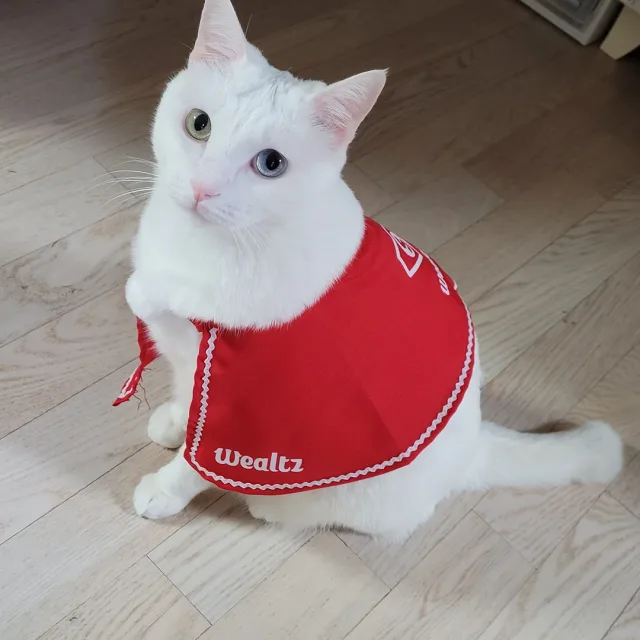 수건파파