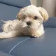 하얀보리