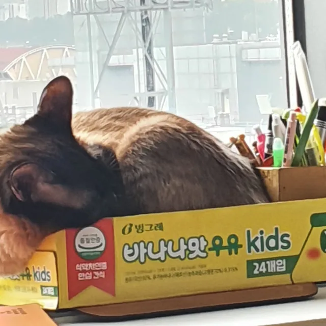 냥이집사