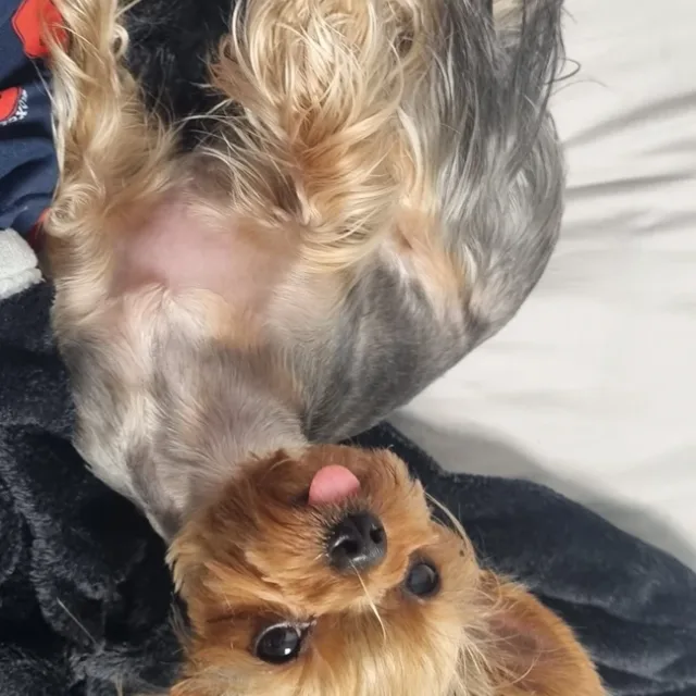 제주당근