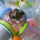 햄찌