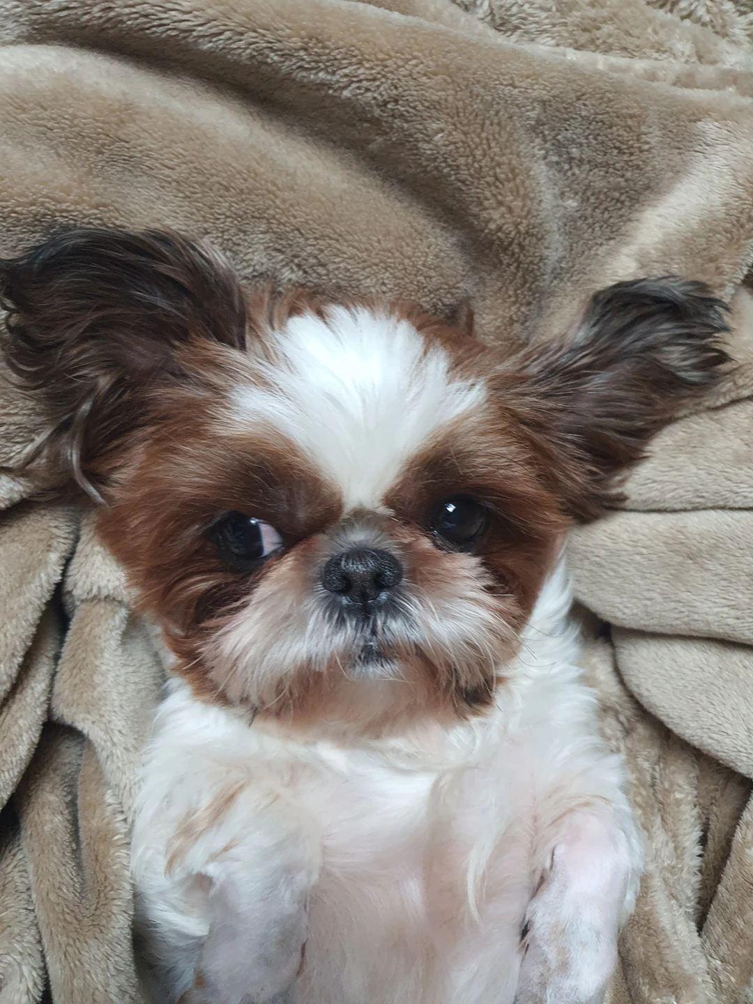 똥강아지츄츄