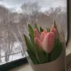 사랑이