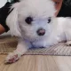 기몽