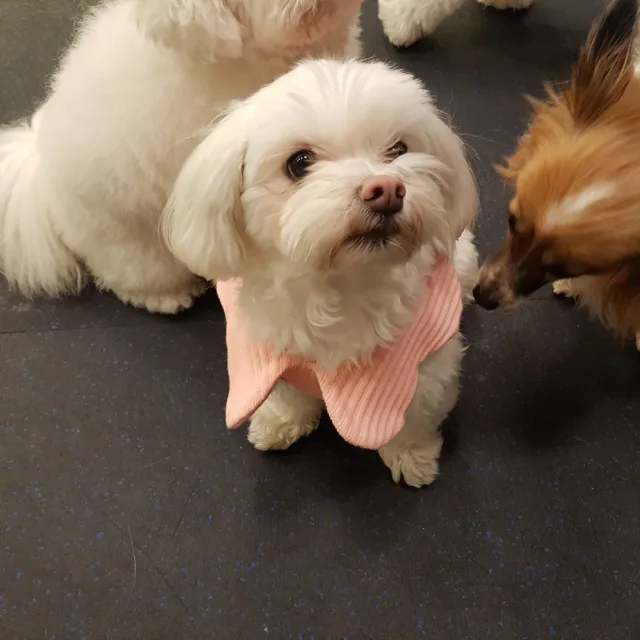 구름빵