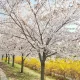 그란데요