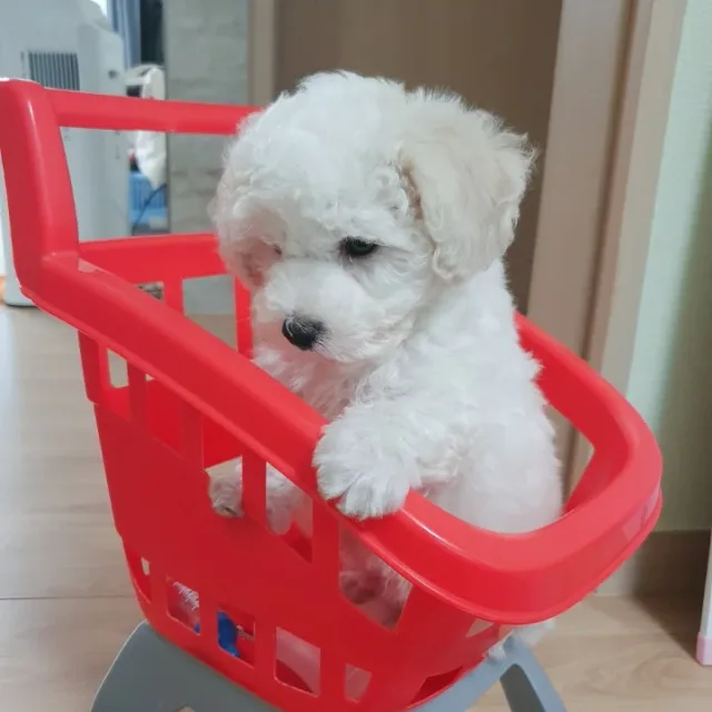 미니