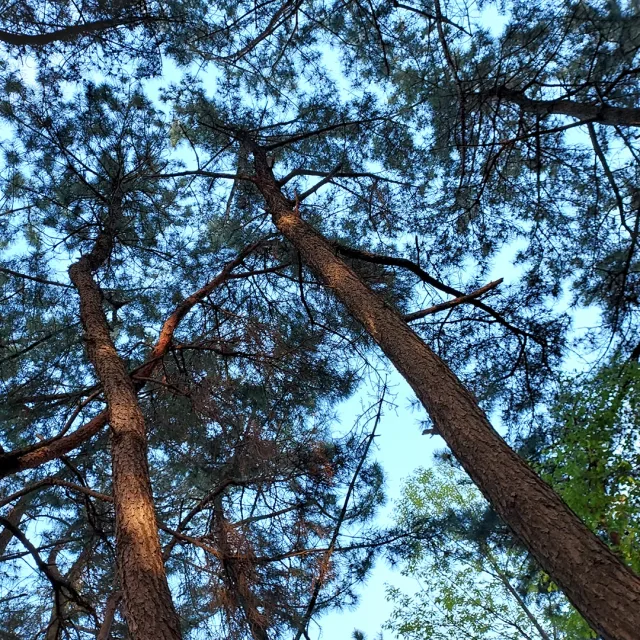 밧엘