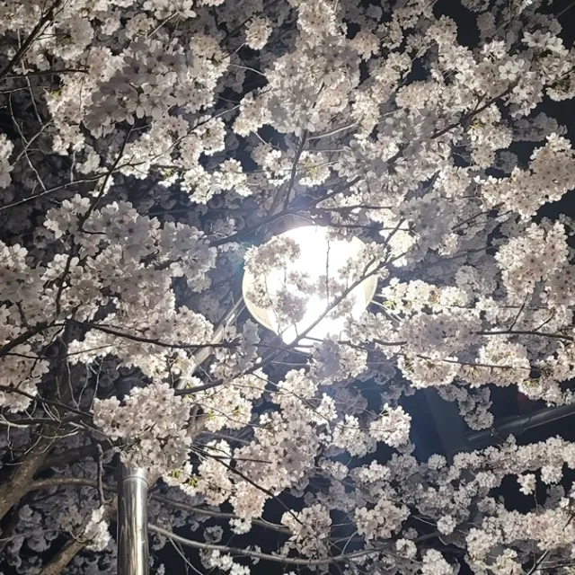 송느님