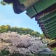 쟈스민