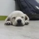 하루리