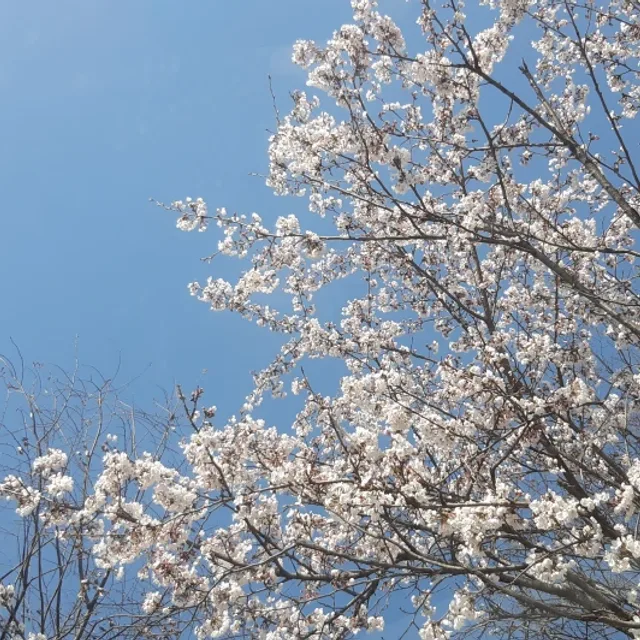 블루존