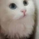 조이