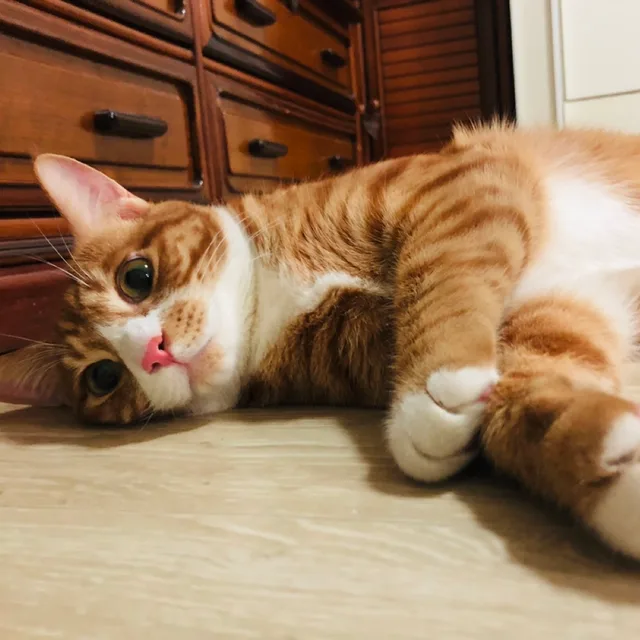 켈로그