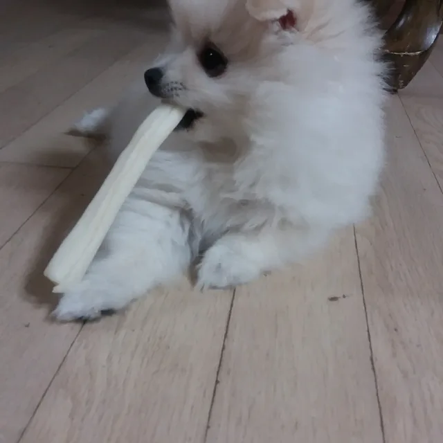 귀여운뭉이