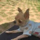테니