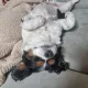 옹스옹스