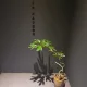 셀리