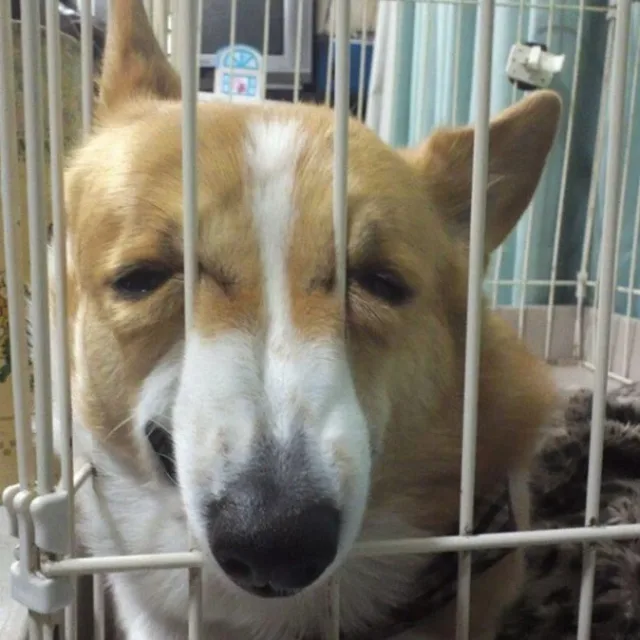 고구마방구뿡