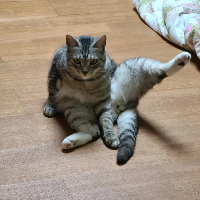 고슴도치