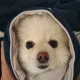 피나치공