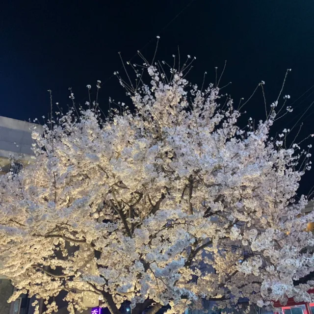 홍뽀