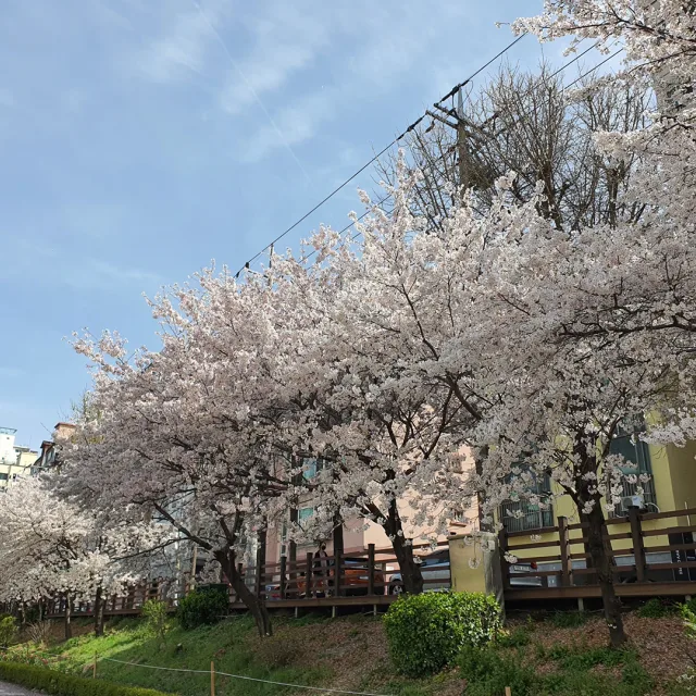 코코마더