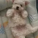 몽글아비