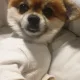 빅마마