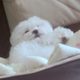 파란색옥상