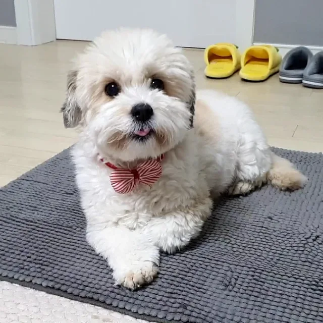 맹구친구파워맨