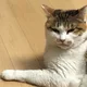 달리