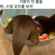 불꽃초이