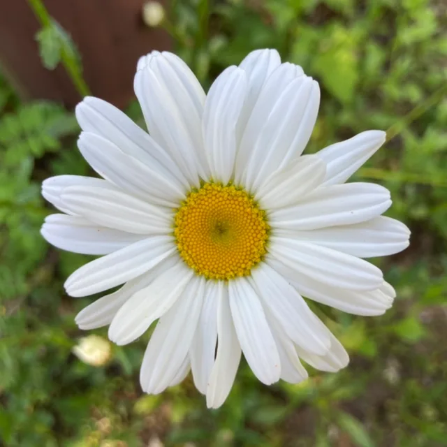 큐브