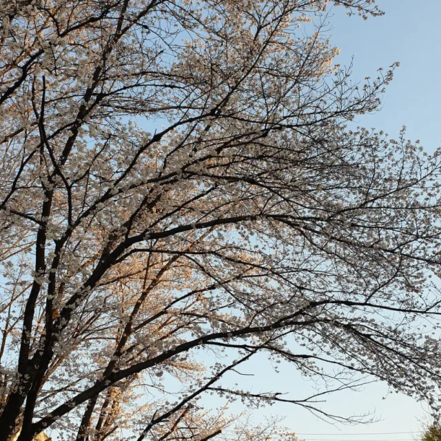 안데스