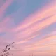 오땅콩