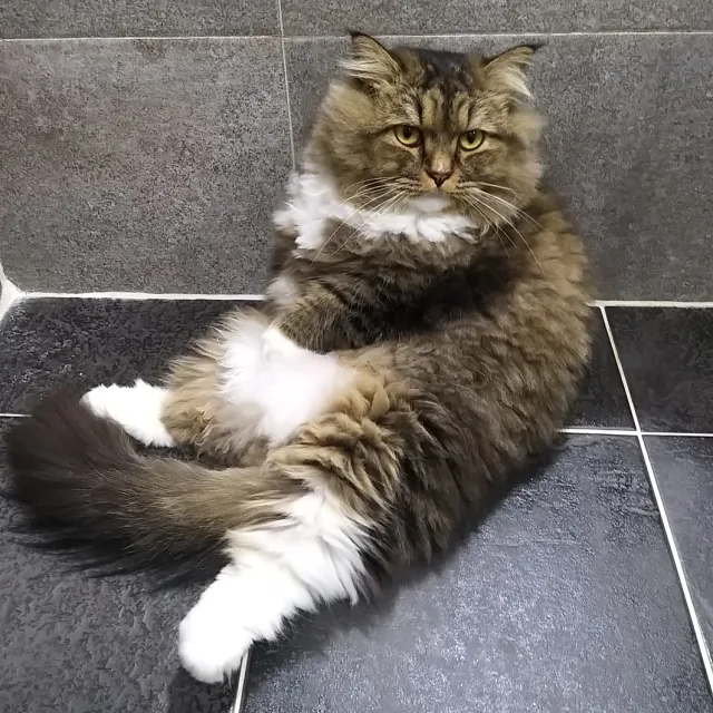 검정콩