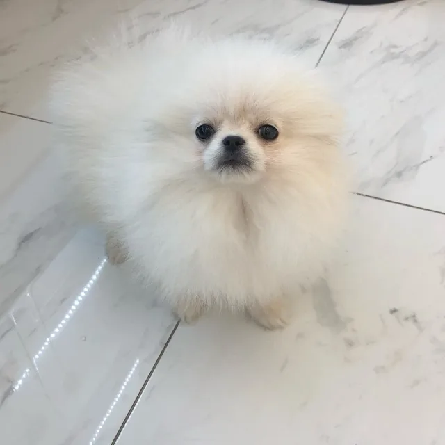 꼬몽맘