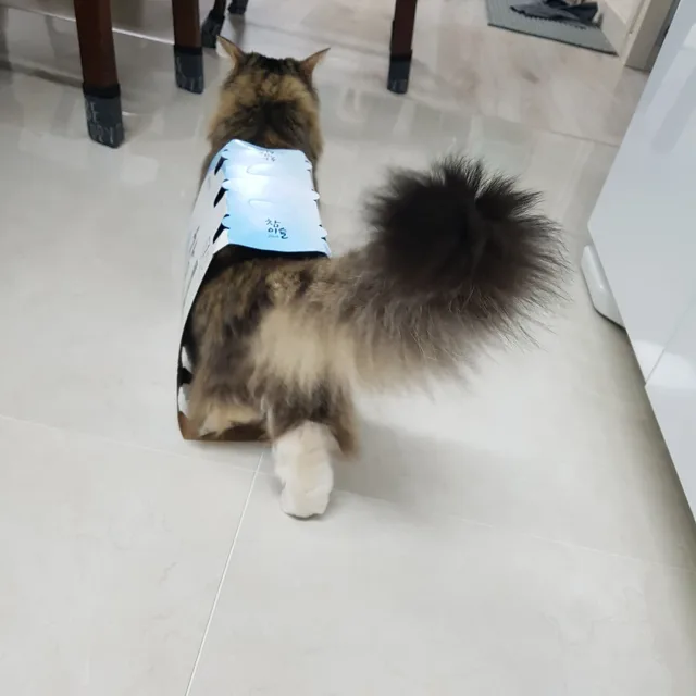 마루
