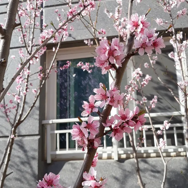 가림