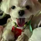 토모