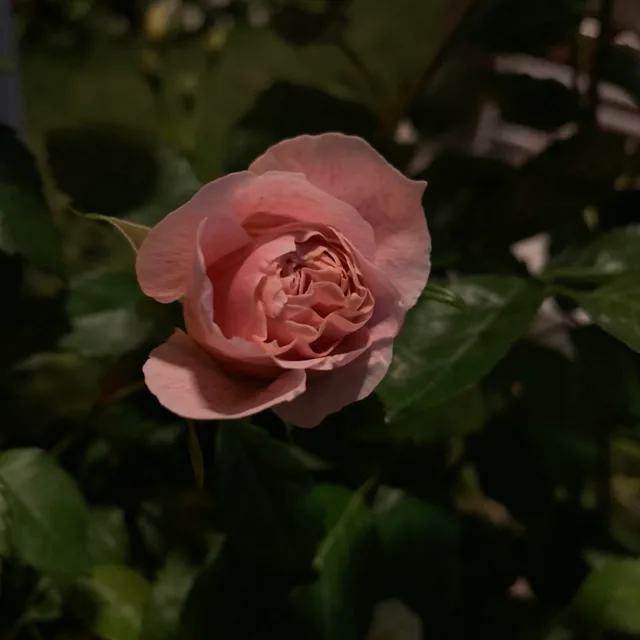 구리
