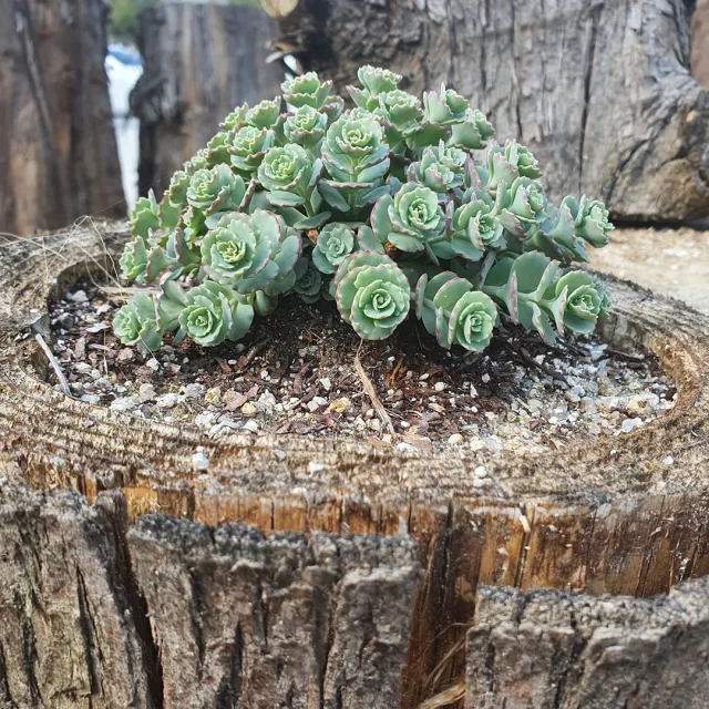 수노기