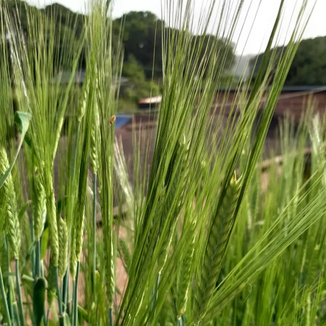당근장수