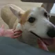 미롱