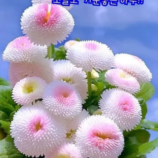 B게인O후
