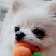 슝슝이