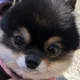 댕근